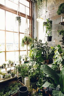 植物的选择：绿意盎然也讲究