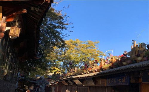 秋霞圃：五百年的私家花园