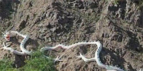 那东西夜晚， 我看到了叶公