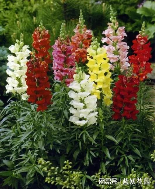 舞春花适合在室内养吗,舞春花的种植方法