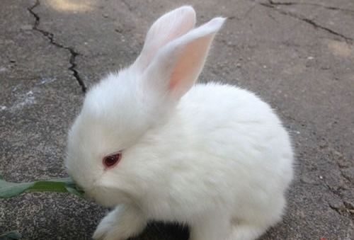 属鼠女与属兔男婚姻是否合适，妈妈属兔儿子属鼠该如何处理婚姻问题？