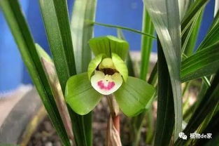 救命！这些地方千万不能放兰花！