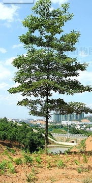 石头缝里种什么树好,石头缝可依种什么植物