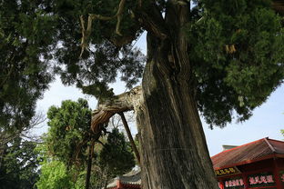 1. 桥山风光