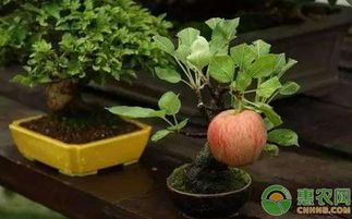 家里种苹果树盆栽风水好吗,家里种苹果树盆栽风水好吗