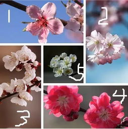 2026年名字测算桃花，如何改写名字让桃花更旺？