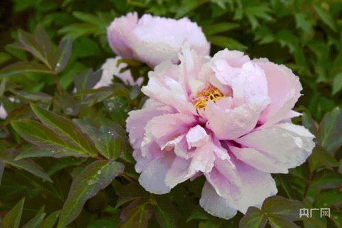 芍药园——牡丹的小跟班？