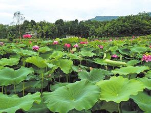 三、 龙沱村千亩荷花基地——诗意栖息地（但请别太安静）