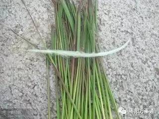 坟头长茅刺是吉是凶？坟上长茅草吉凶如何？