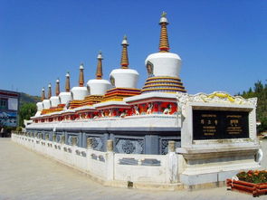 塔尔寺的鸽子在谈恋爱