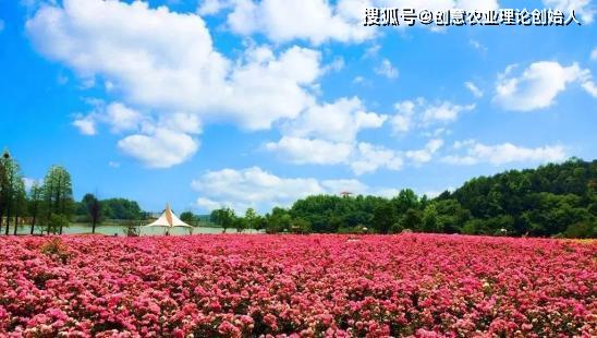 玫瑰园：爱情的象征