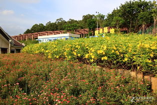 赏景游园：这景色到底美不美？