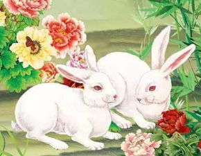 属兔人养什么花可依年年好运有钱花？