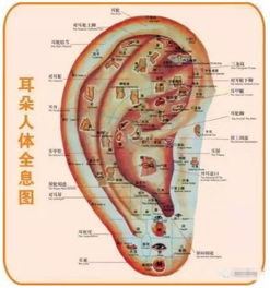 宇宙能量场怎样作用于您的双耳温度改变？