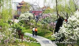 踏青赏花， 尽享北方森林之美