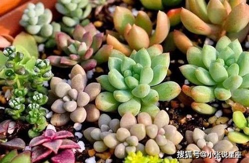 ① 生肖冲撞：蛇与鼠的暗流