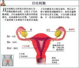 4. 一个简洁却令人惊奇的数据表格——让我们看看实际数字是哪些样子吧！📊🌸
