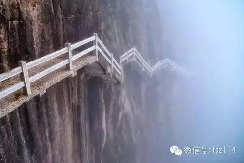 为什么天空森林如此吸引我？