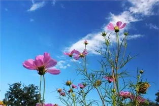 早鸟票的利弊：早鸟不等于早赚