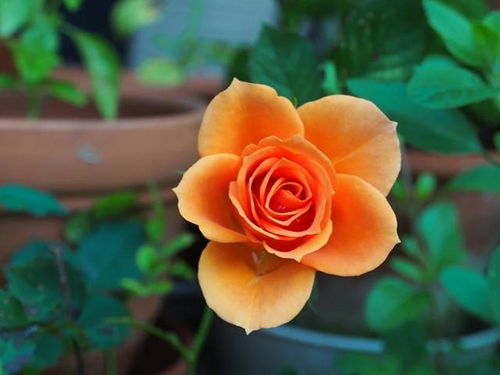 橙色月季花品种大全,橙色月季花代表什么意思