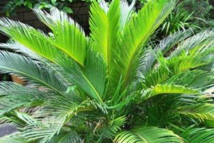 铁树在家中摆放会影响子女运势吗？