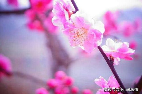 免费桃花运算命桃花运，大桃花运和小桃花运分别是什么意思？