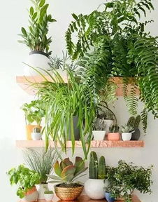植物死亡原因统计