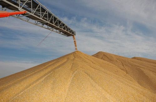 迷失在玉米地里