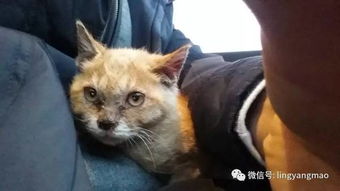 黑中的脚步声