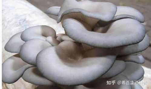 1.1 生肖龙：吃平菇旺财不怕病