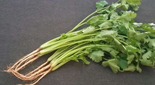 家里花盆种香菜,家里种香菜风水好吗