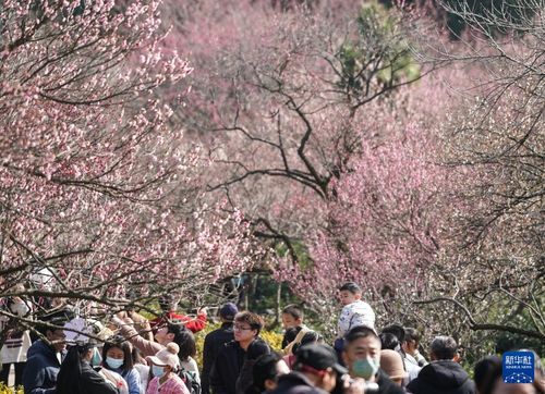四、  梅花山：傲骨与孤独的象征