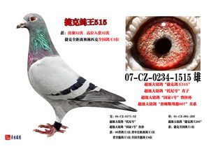 噪声警报：鸽子不是朋友