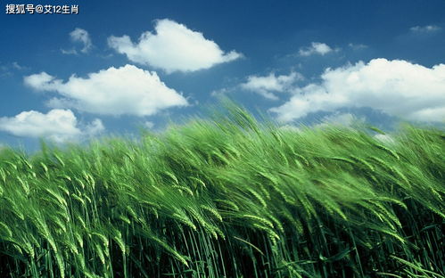 风水与生肖的终极预言