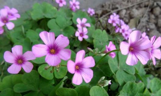 奇花异草的摆放风水,108种奇花异草美篇