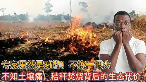 三、虎年与木火：燃烧吧！别让心里的火熄灭
