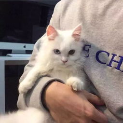 男人梦到猫死亡预示着什么征兆？这背后有什么特殊含义吗？
