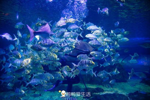 沧州海洋世界：与海洋生物亲密接触