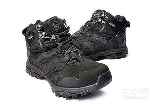 关于金帝狮和雪松的那些事儿