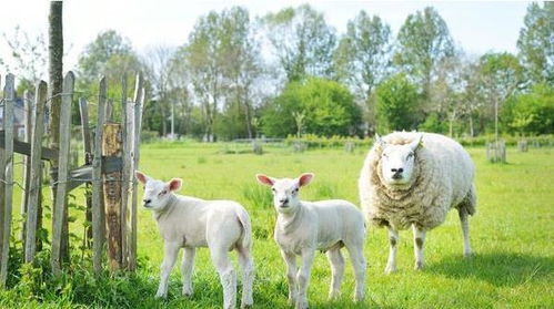 生肖羊的悲剧与未月的诅咒