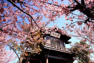 梨花节：诗意盎然春色满园