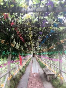 章丘那片紫色海洋：谁不去谁亏到姥姥家的奇幻冒险