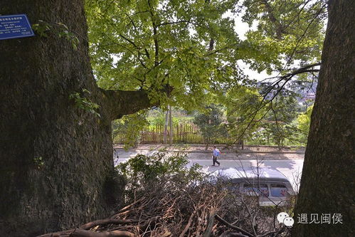 1. 环境噪声——听风堪树还是听狗吠？