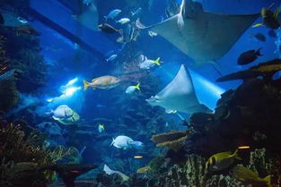 奇妙之旅：探索海洋生物的多样性