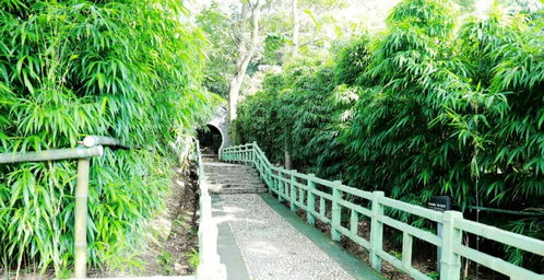 三、 西樵山：洗肺避暑（其实是爬坡）
