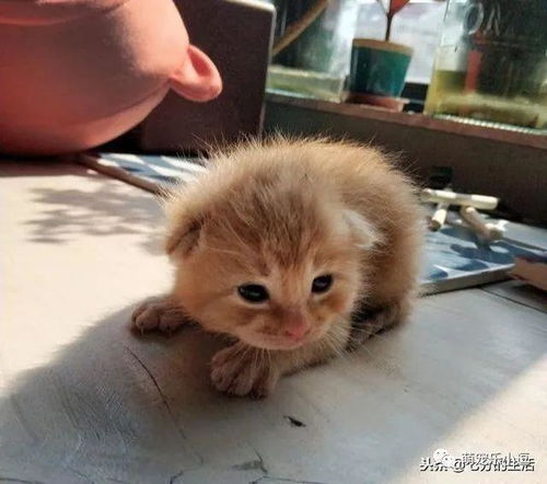 猫生小猫的吉凶，猫赶不走，这究竟意味着什么吉凶？