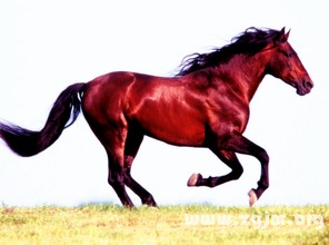 不同种类的马分别有哪些独特的寓意象征呢？