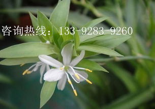 风水好又好养的花,好风水的花草有哪些