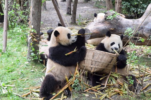 今日份开心：与较小胖球共舞一日
