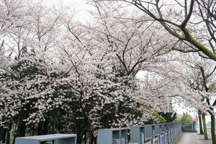 哲学之道：樱花下的浪漫
